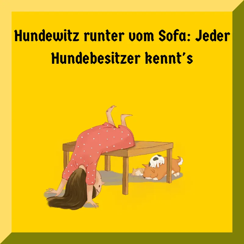 Hundewitz runter vom Sofa: Jeder Hundebesitzer kennt's